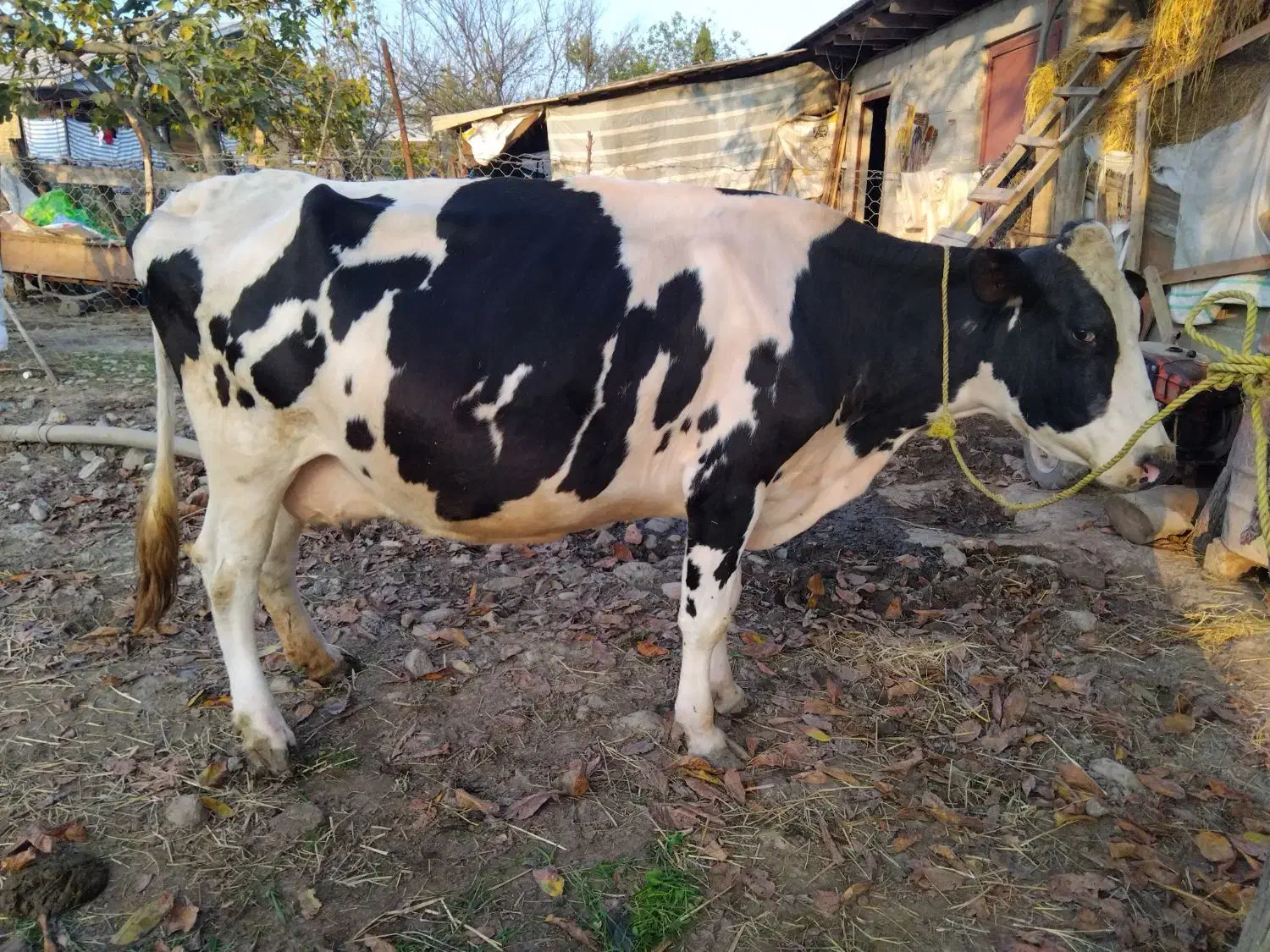 گاو هلشتین شیری  آمریکایی|حیوانات مزرعه|شاندرمن, |دیوار