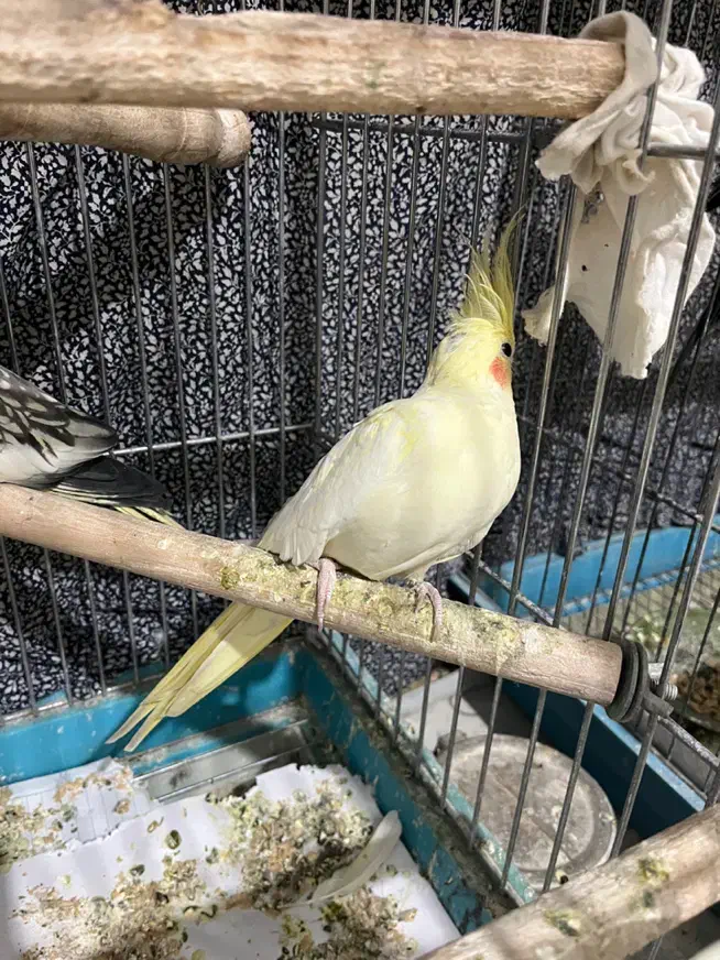 عروس هلندی|پرنده|تهران, حشمتیه|دیوار