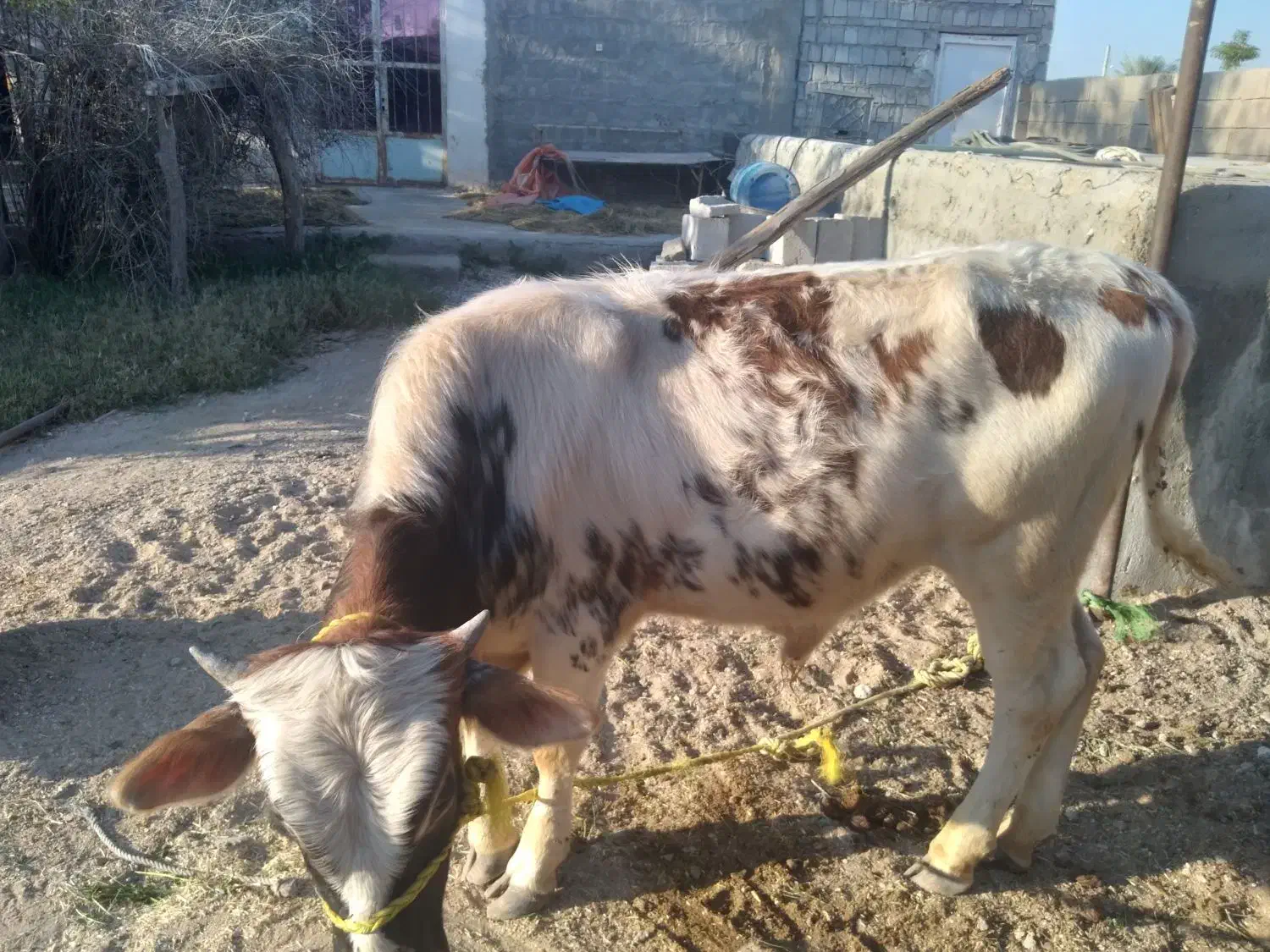 نر گاو|حیوانات مزرعه|قشم, |دیوار