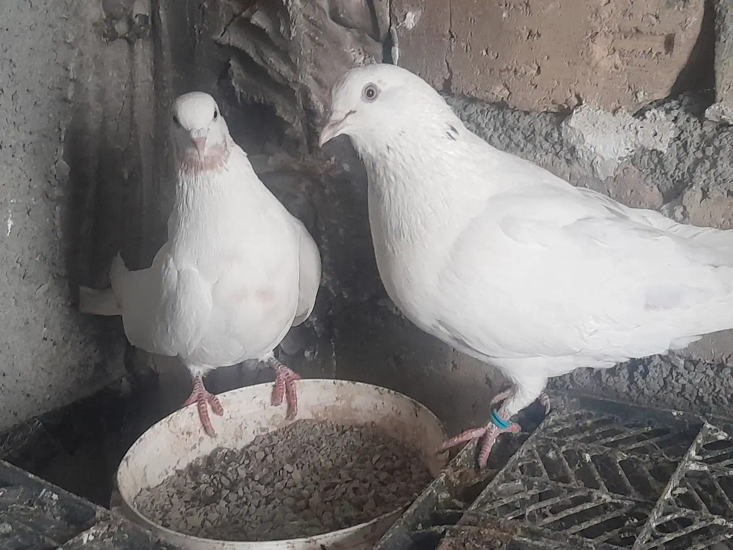 کبوتر نرو ماده|پرنده|مشکین‌دشت, |دیوار