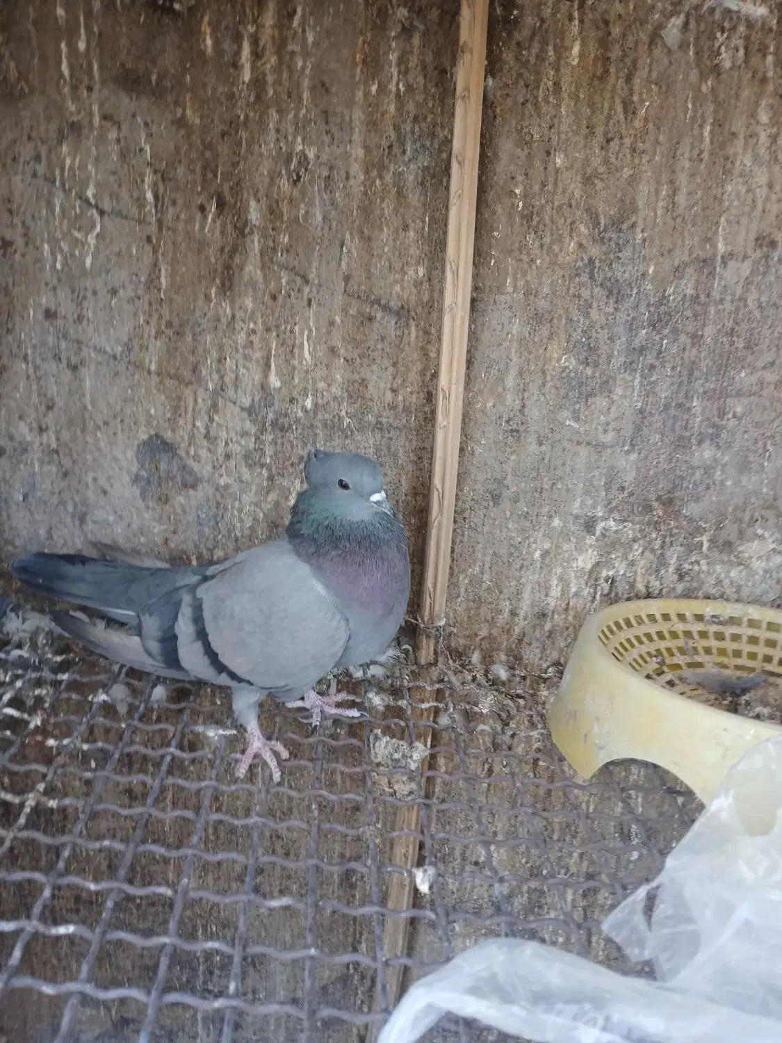 سلام.سبز،چشم سیاه بازیکن ماده به فروش میرسد|پرنده|نگار, |دیوار