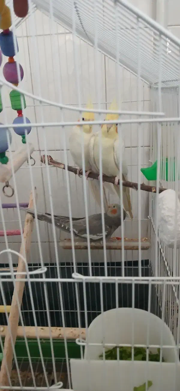 قیمت دو ملیون و چهارصد|پرنده|معصومیه, |دیوار