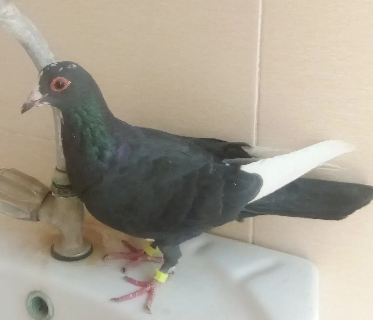 کفتر مینا کرمونی|پرنده|تربت‌حیدریه, چهارراه خواف|دیوار