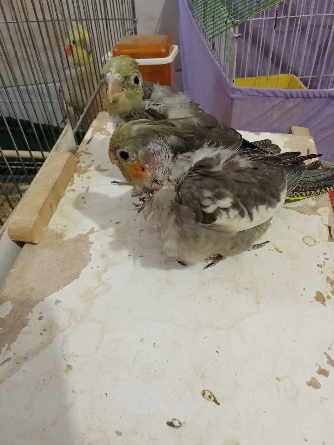 لباس تیشرت. جوجه عروس هلندی|لباس|زابل, |دیوار