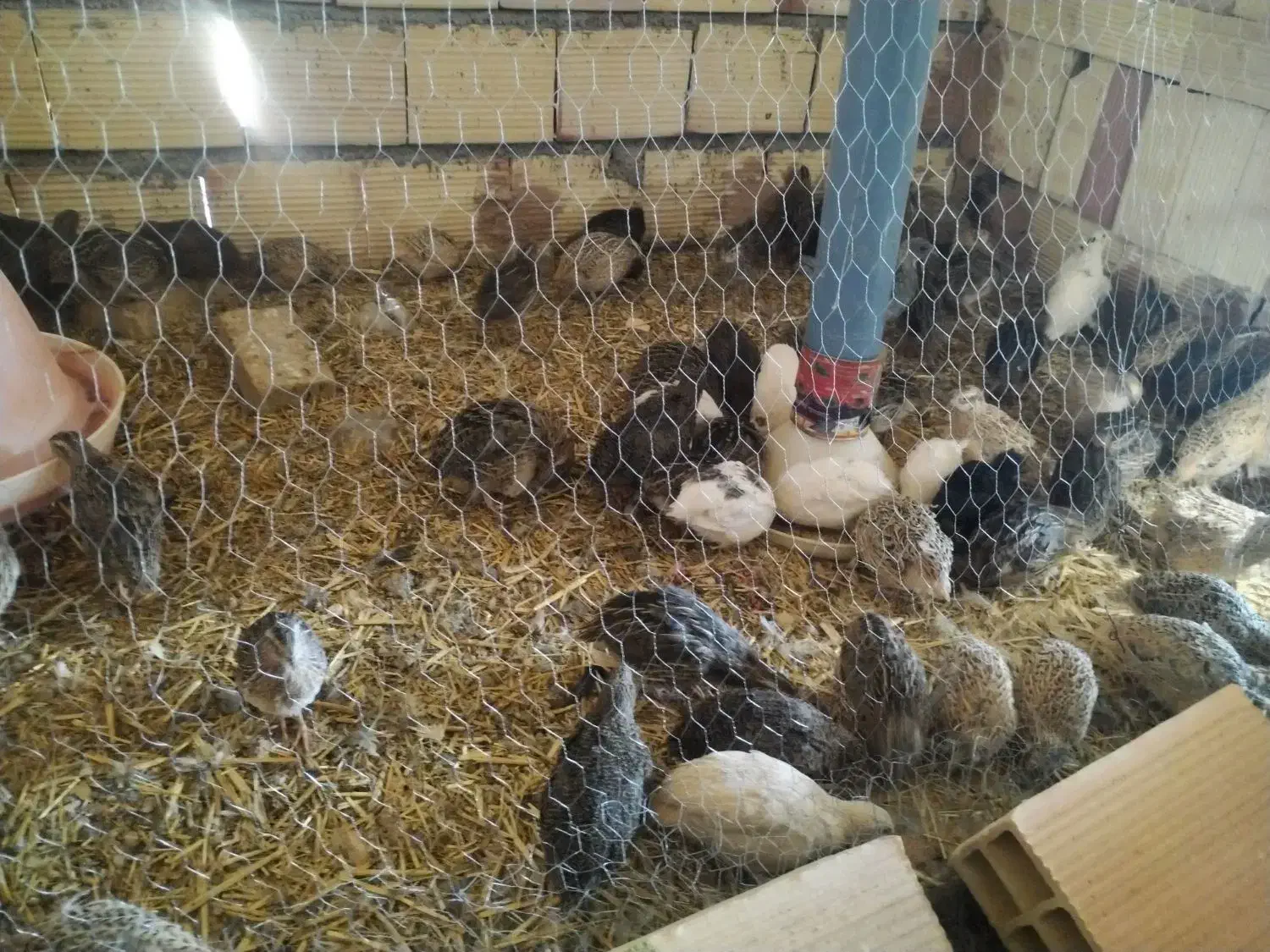 بلدرچین|حیوانات مزرعه|باشتین, |دیوار