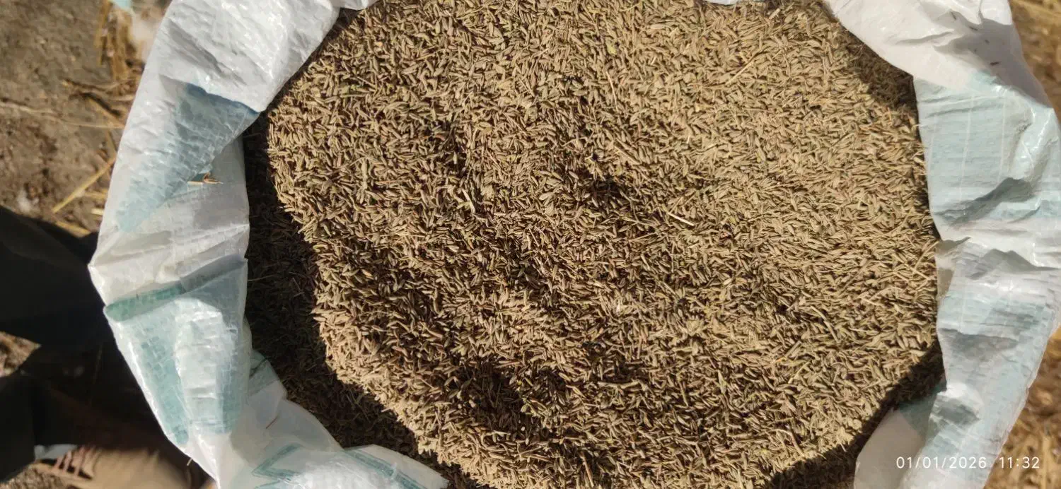 زیره|خوردنی و آشامیدنی|اسفراین, |دیوار