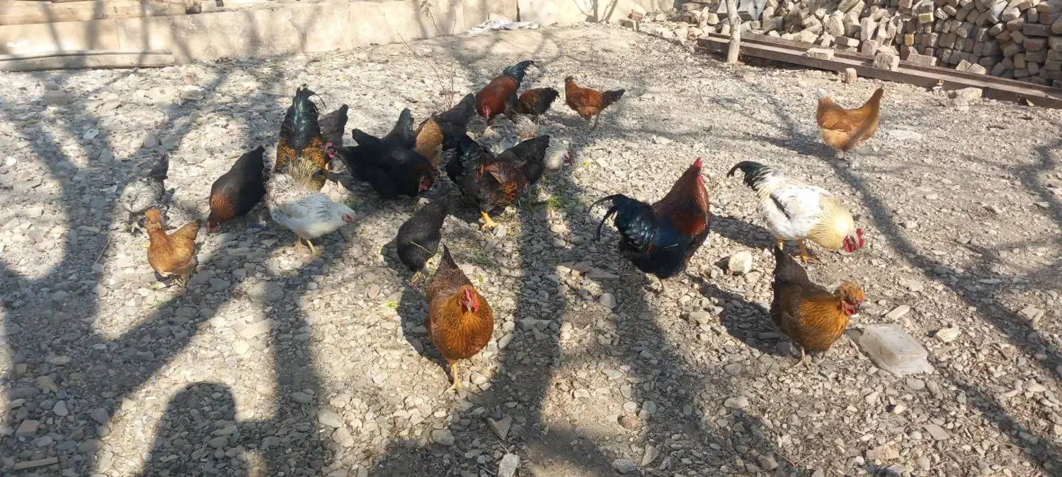 مرغ و خروس|حیوانات مزرعه|ملایر, |دیوار