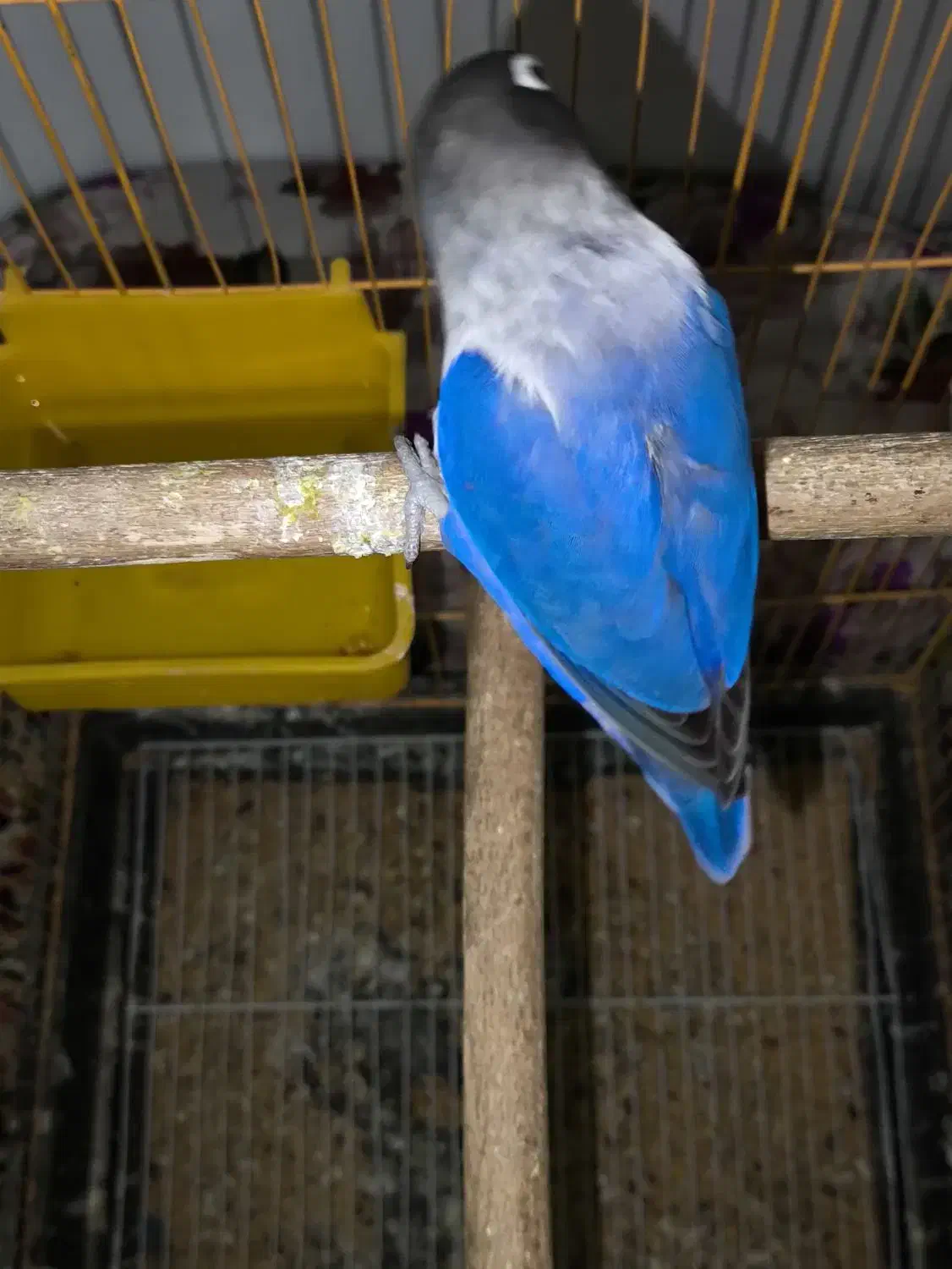 برزیلی ماده کاربنی وارداتی|پرنده|اردبیل, |دیوار