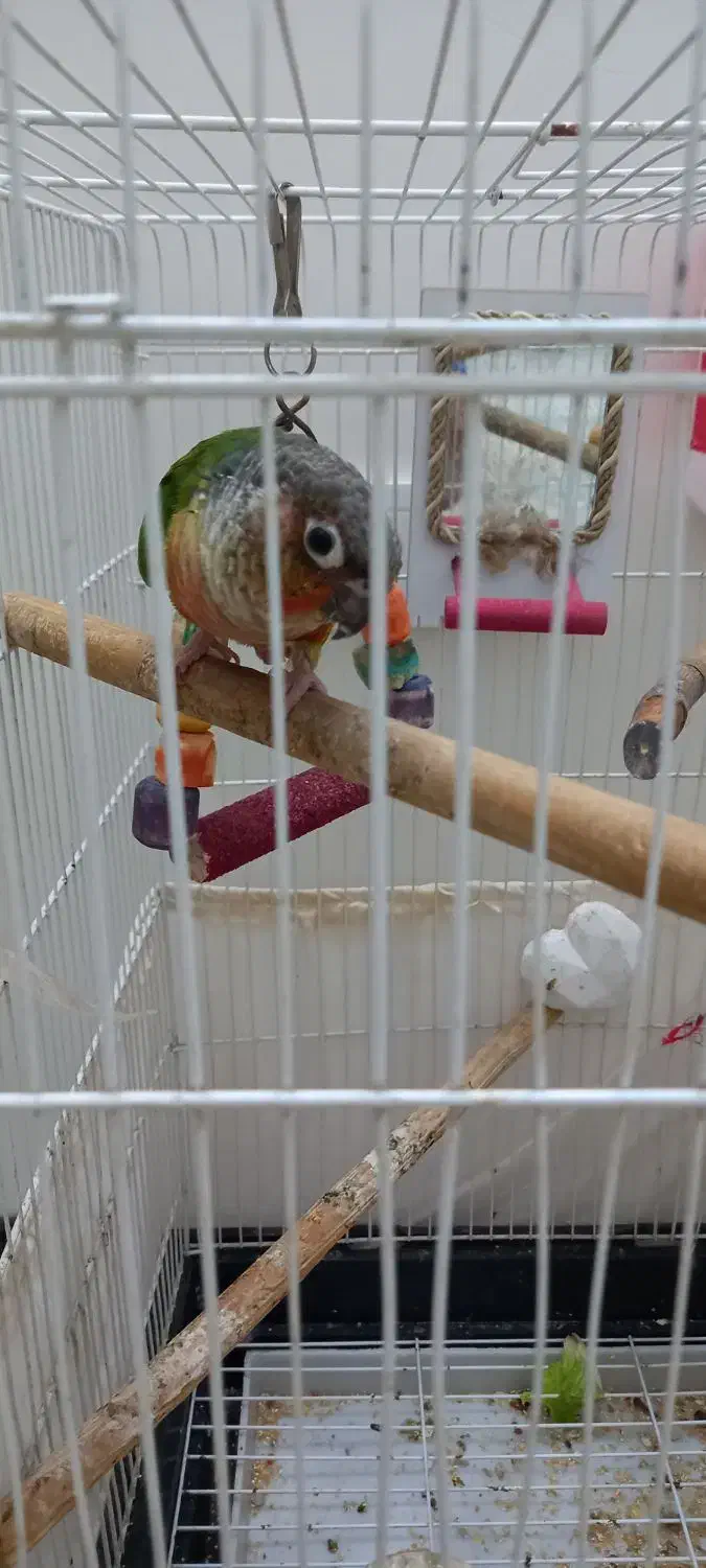 طوطی گرینچیک|پرنده|تهران, مینای شمالی (مخبر)|دیوار