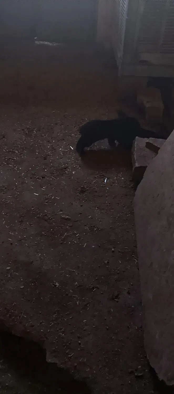 یک عدد خرگوش نر سیاه|موش و خرگوش|مسجد سلیمان, |دیوار