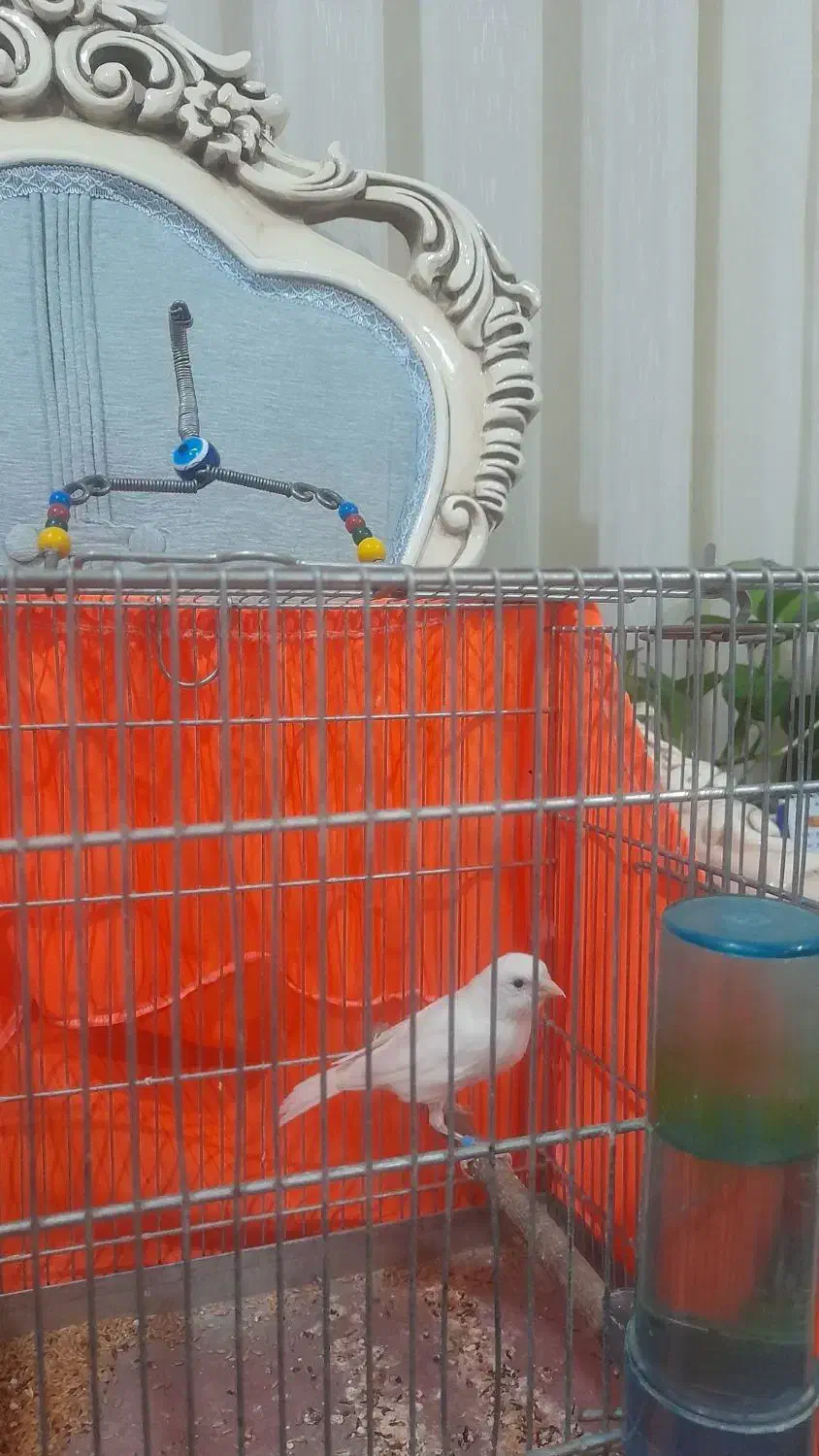 قناری نر|پرنده|ری, علایین|دیوار