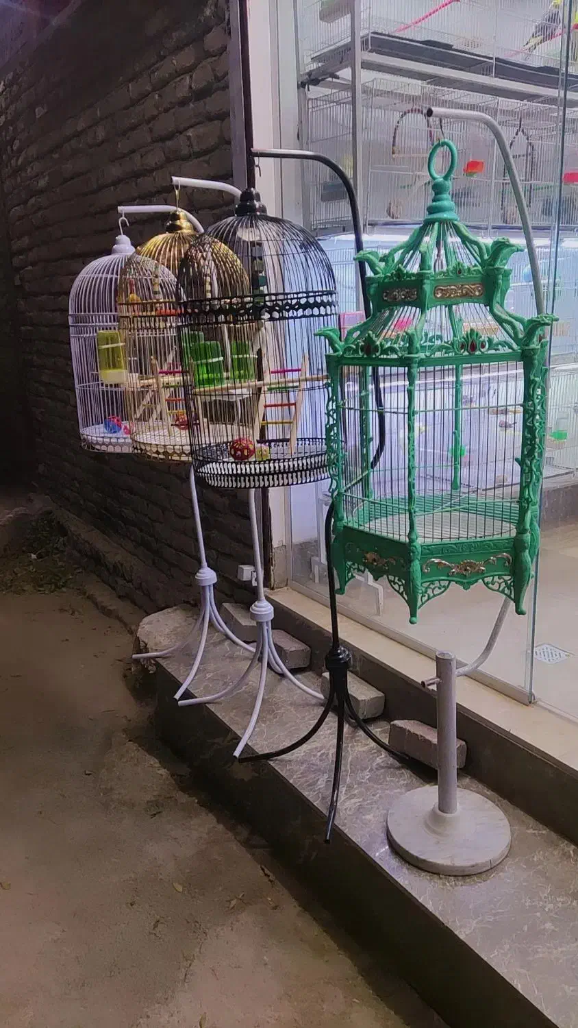 پرنده فروشی قفس عروس هلندی فنچ مرغ عشق|پرنده|مشهد, شهرک بهارستان|دیوار