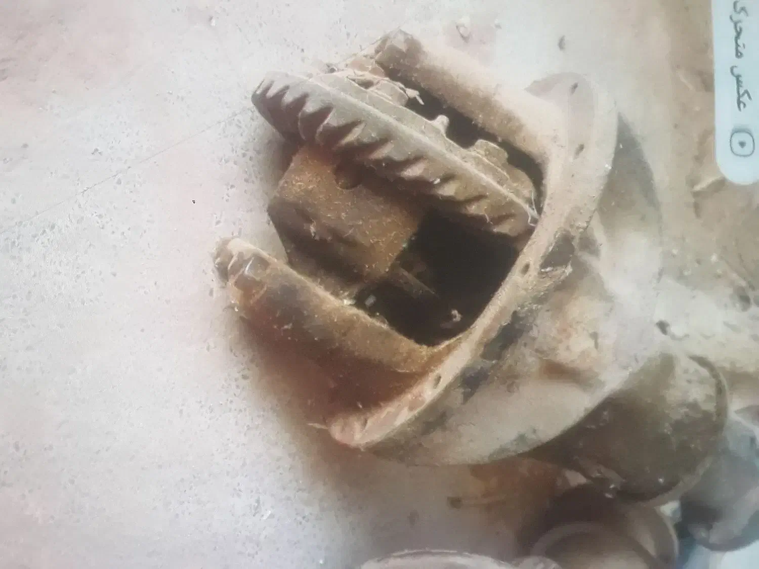 فروش دوعددکله گاوی پیکان|قطعات یدکی و لوازم جانبی|زارچ, |دیوار