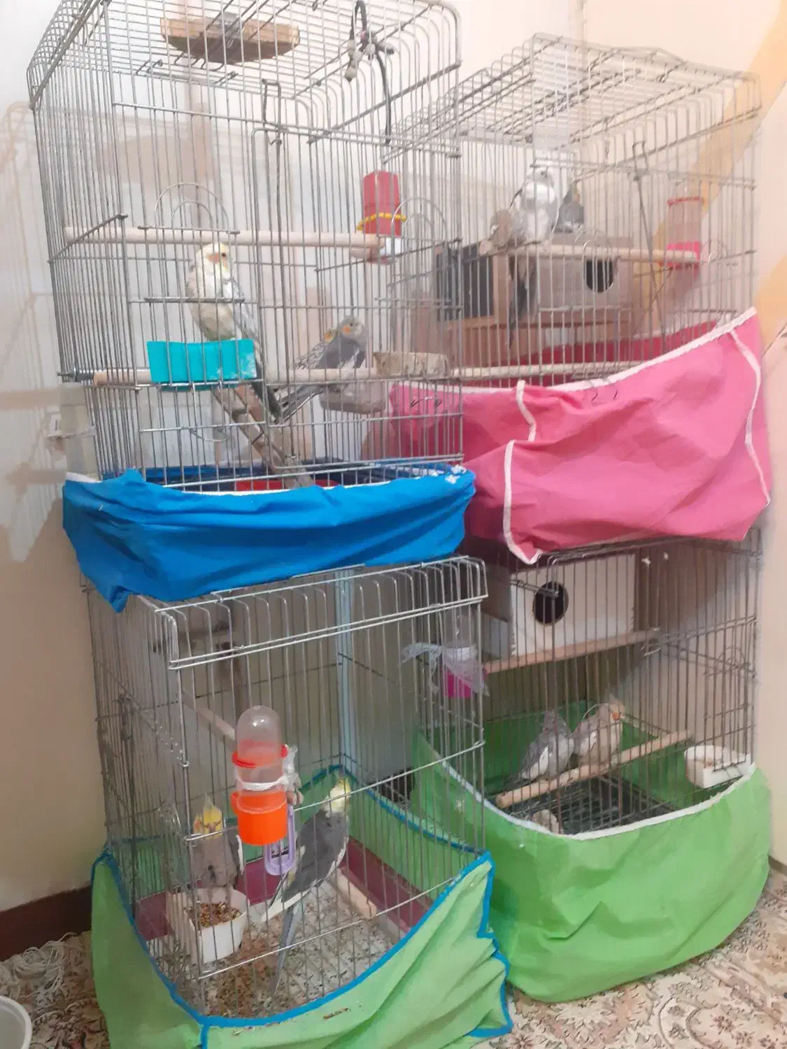 عروس هلندی|پرنده|ابریشم, |دیوار