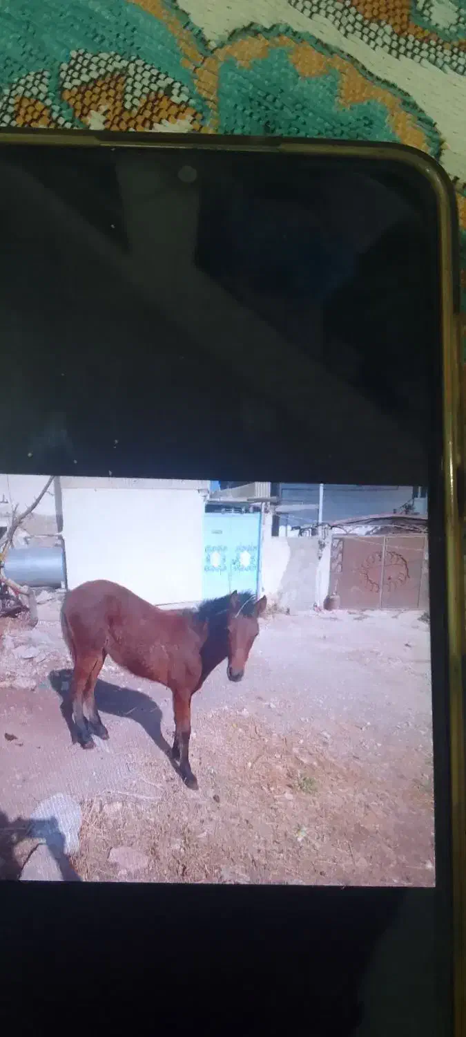 فروش کراسب 6ماه ماده|اسب و تجهیزات اسبسواری|خلخال, |دیوار