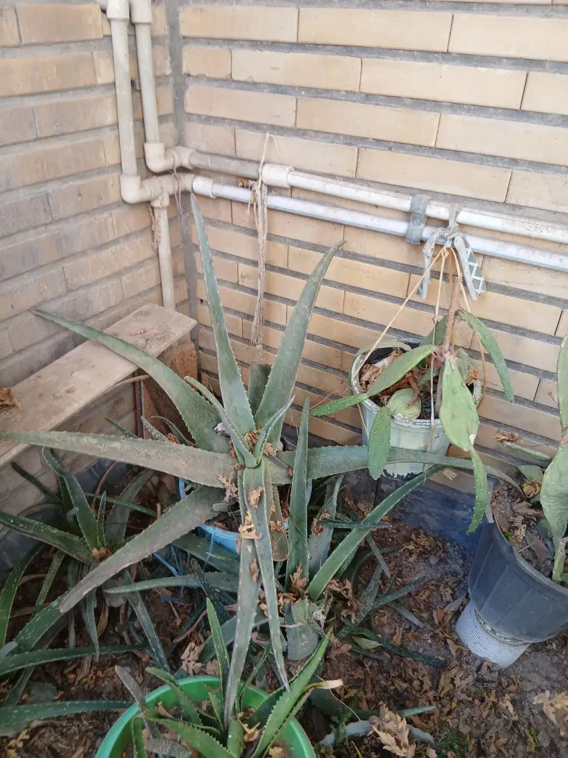 گلها|گل و گیاه طبیعی|قم, عمار یاسر|دیوار