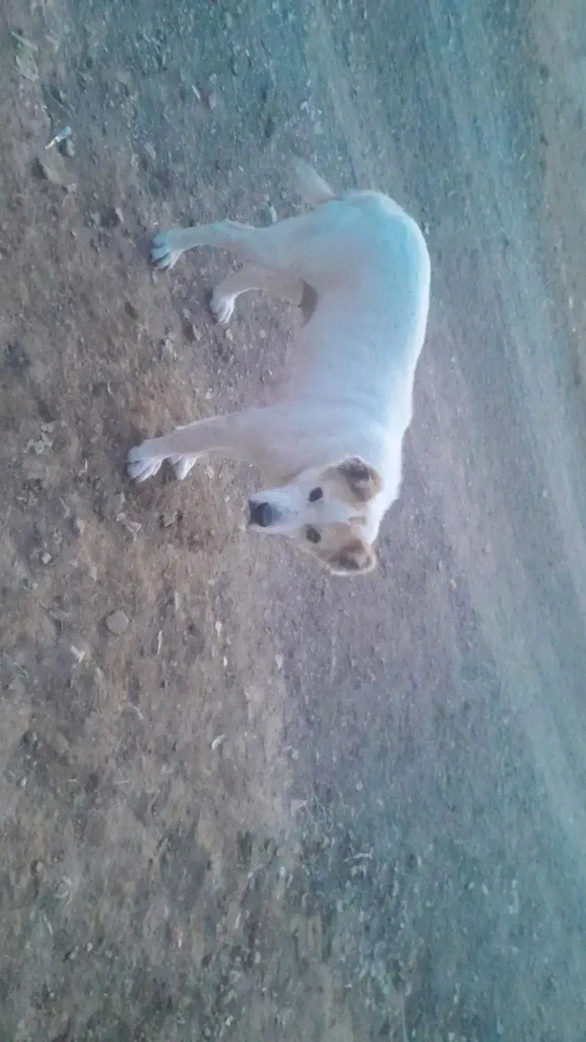 سگ ماده|سگ|اسفراین, |دیوار