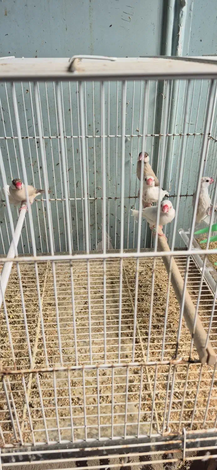 فنچ نرگسی شکلاتی و سفید|پرنده|بندرعباس, |دیوار