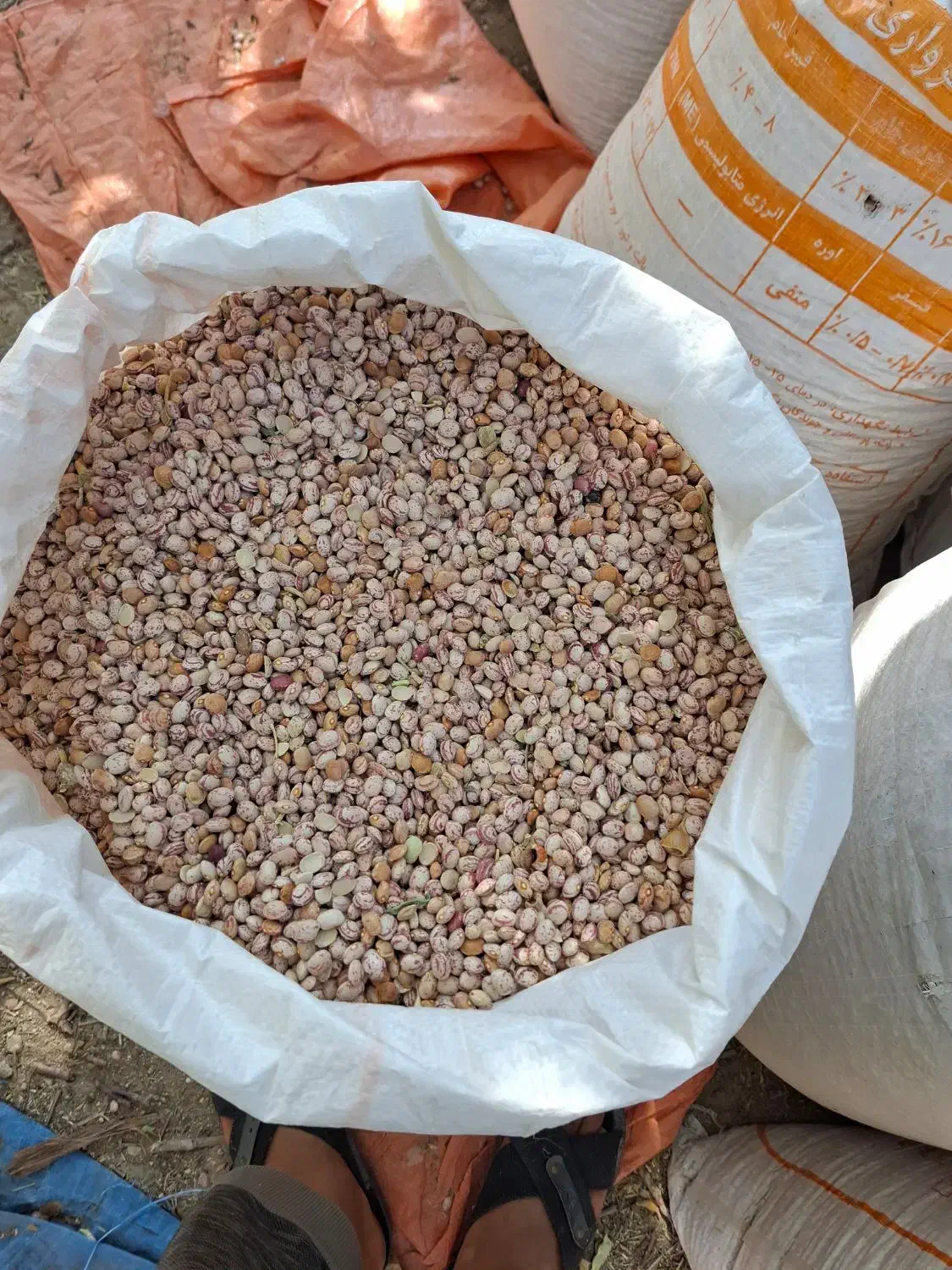 600 کیلو لوبیا چیتی|خوردنی و آشامیدنی|خرم بید, |دیوار