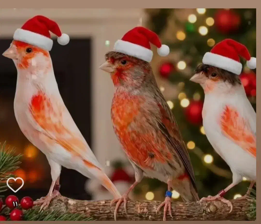 نظافت|استخدام سرایداری و نظافت|کرج, کرج نو|دیوار