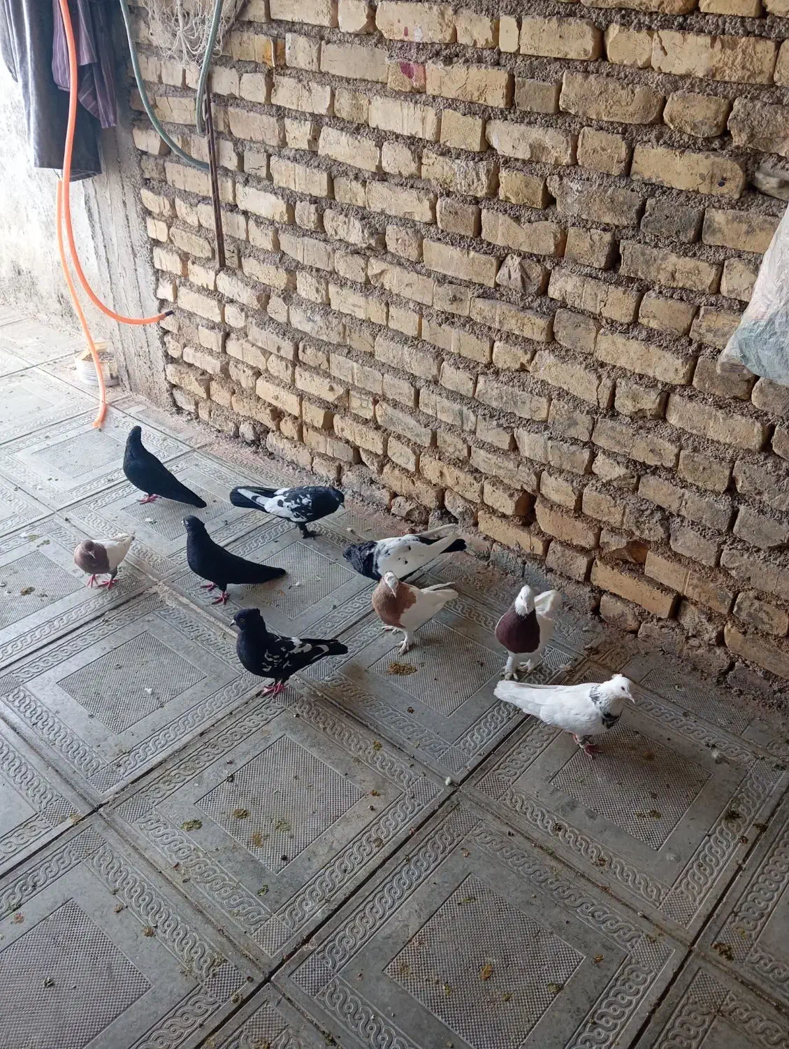 کبوتر|پرنده|داراب, |دیوار