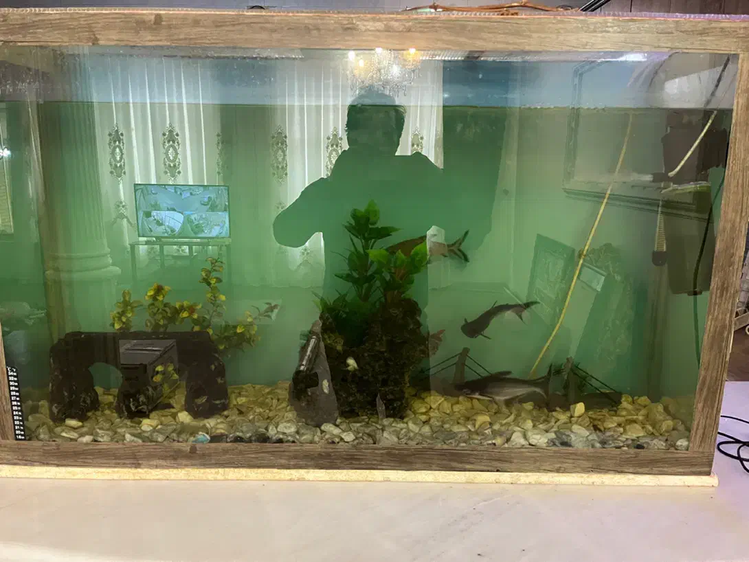 اکواریوم اب شیرین|ماهی|تبریز, |دیوار