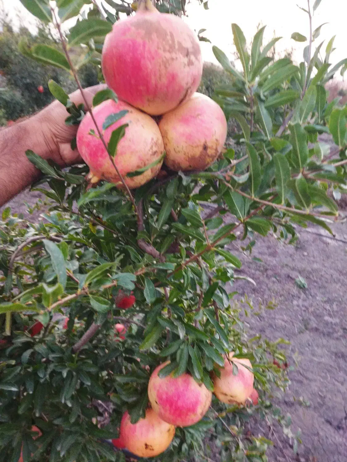 نهال انار بی دانه ماریا ، ضیا . انار فوق نرم هسته|خدمات باغبانی و درختکاری|بهشهر, |دیوار