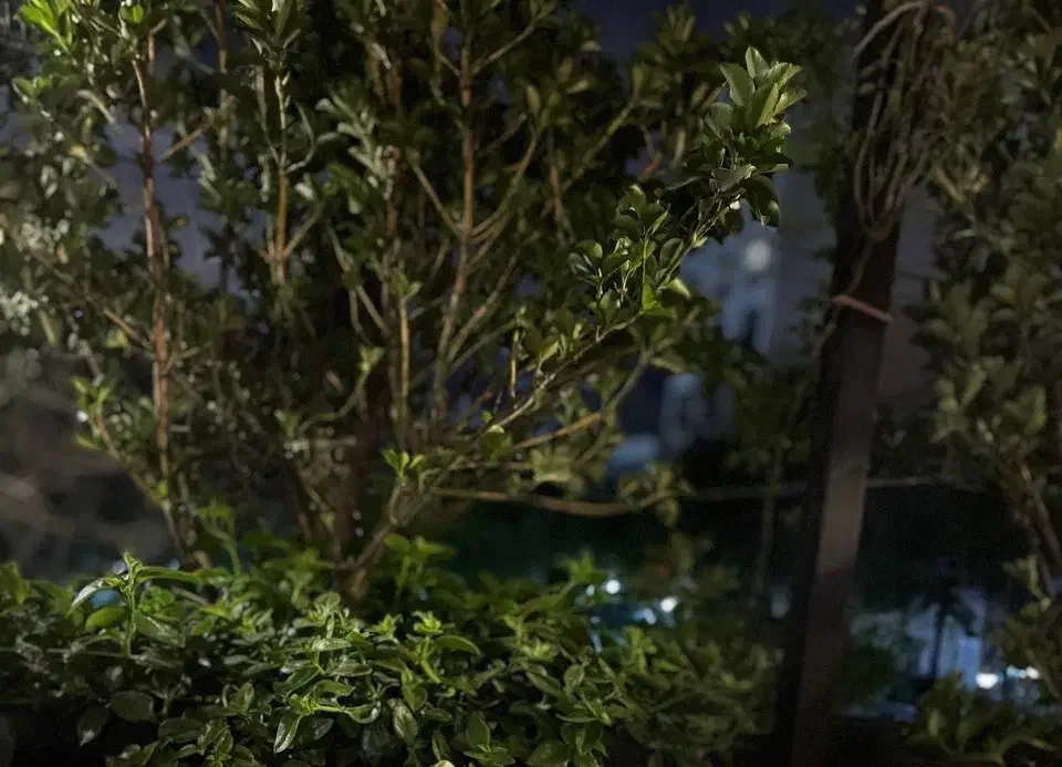 فروش۴۶۵هکتارزمین کشاورزی ملکی۶۰کیلومتری جاده سرخس|فروش دفتر صنعتی، کشاورزی، تجاری|محمدشهر, محمدشهر|دیوار