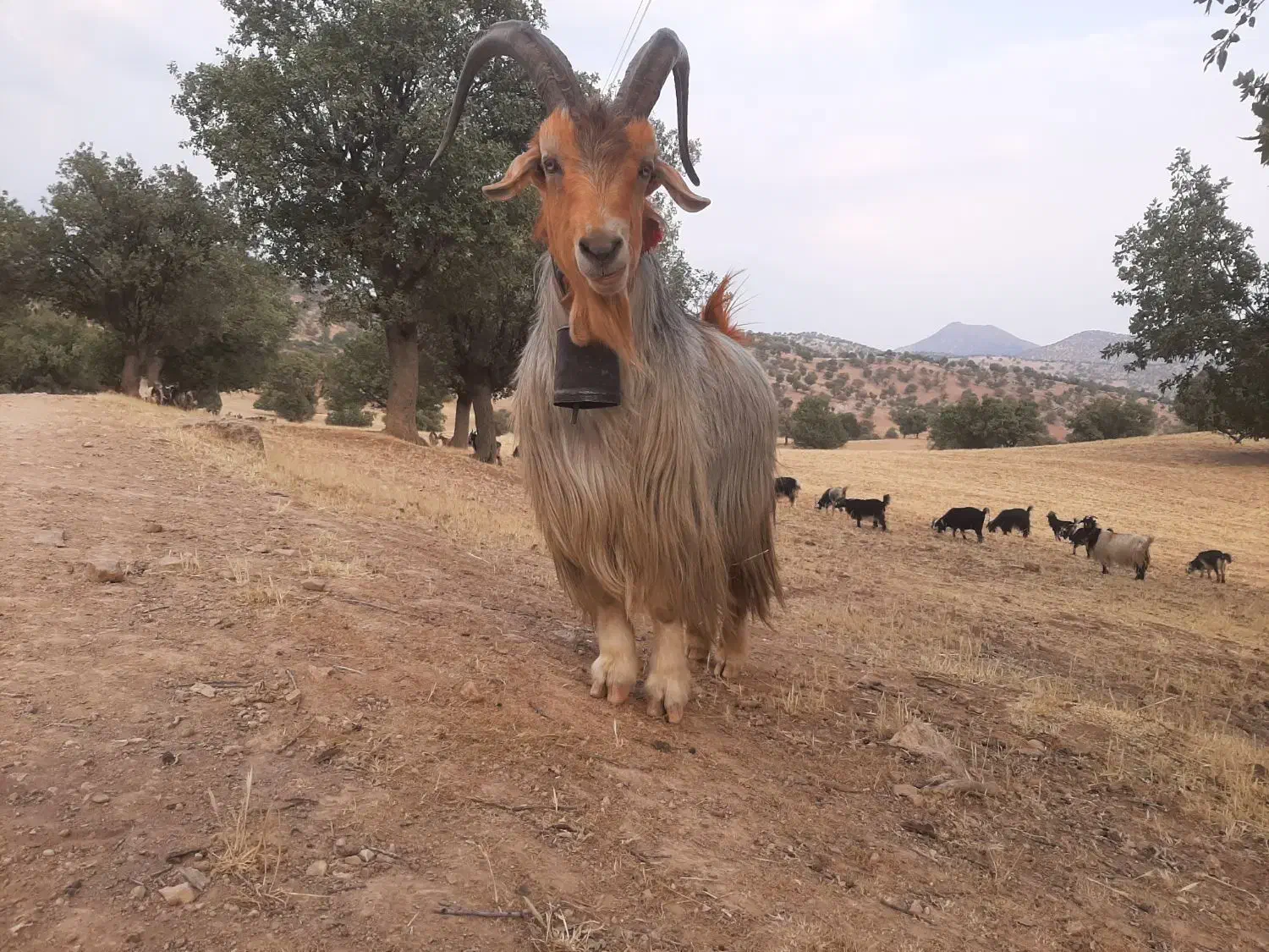 بز داشتی|حیوانات مزرعه|دزپارت, |دیوار