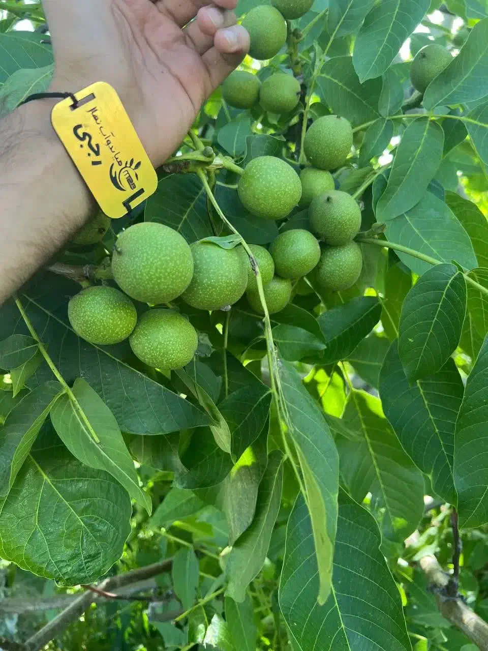 فروش درخت گردو چندلر پیوندی پایه کوتاه|خدمات باغبانی و درختکاری|بافت, |دیوار