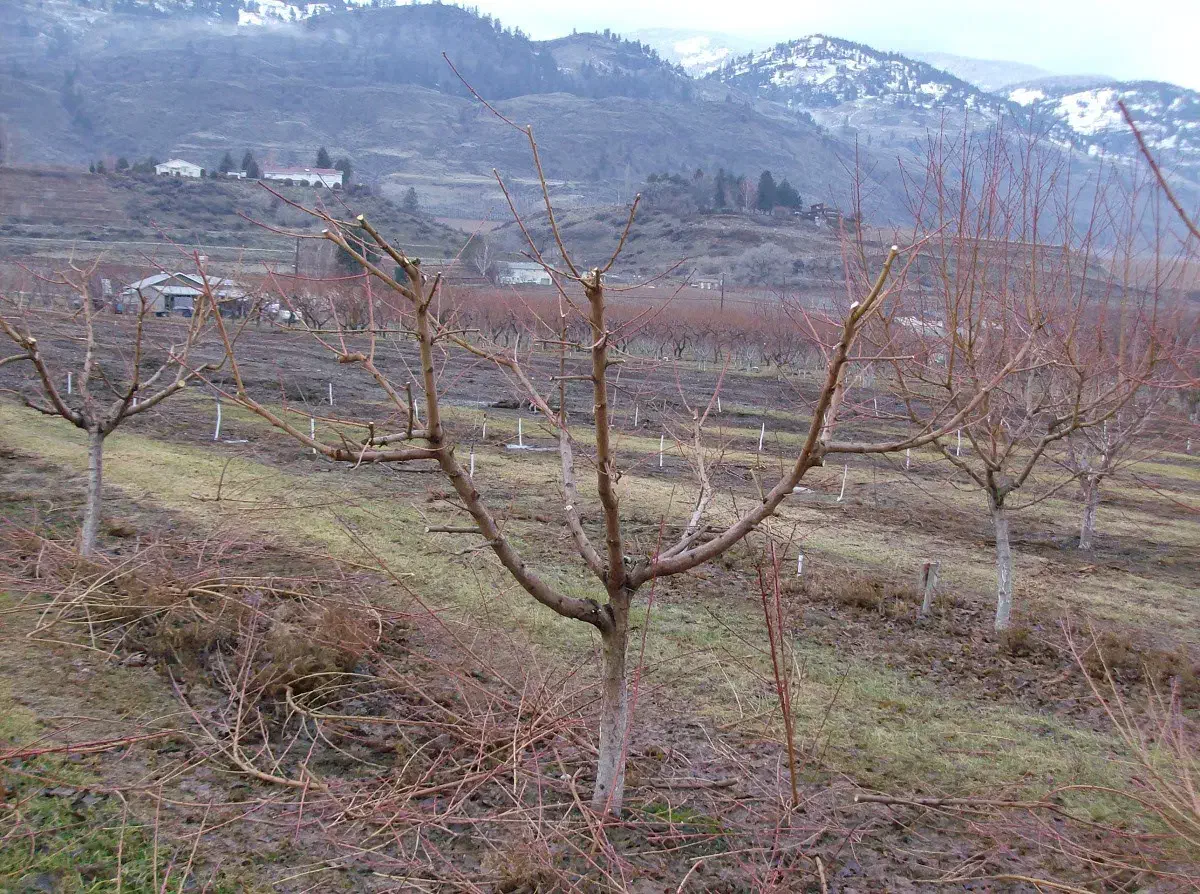 هرس درخت|خدمات باغبانی و درختکاری|قره چای, |دیوار