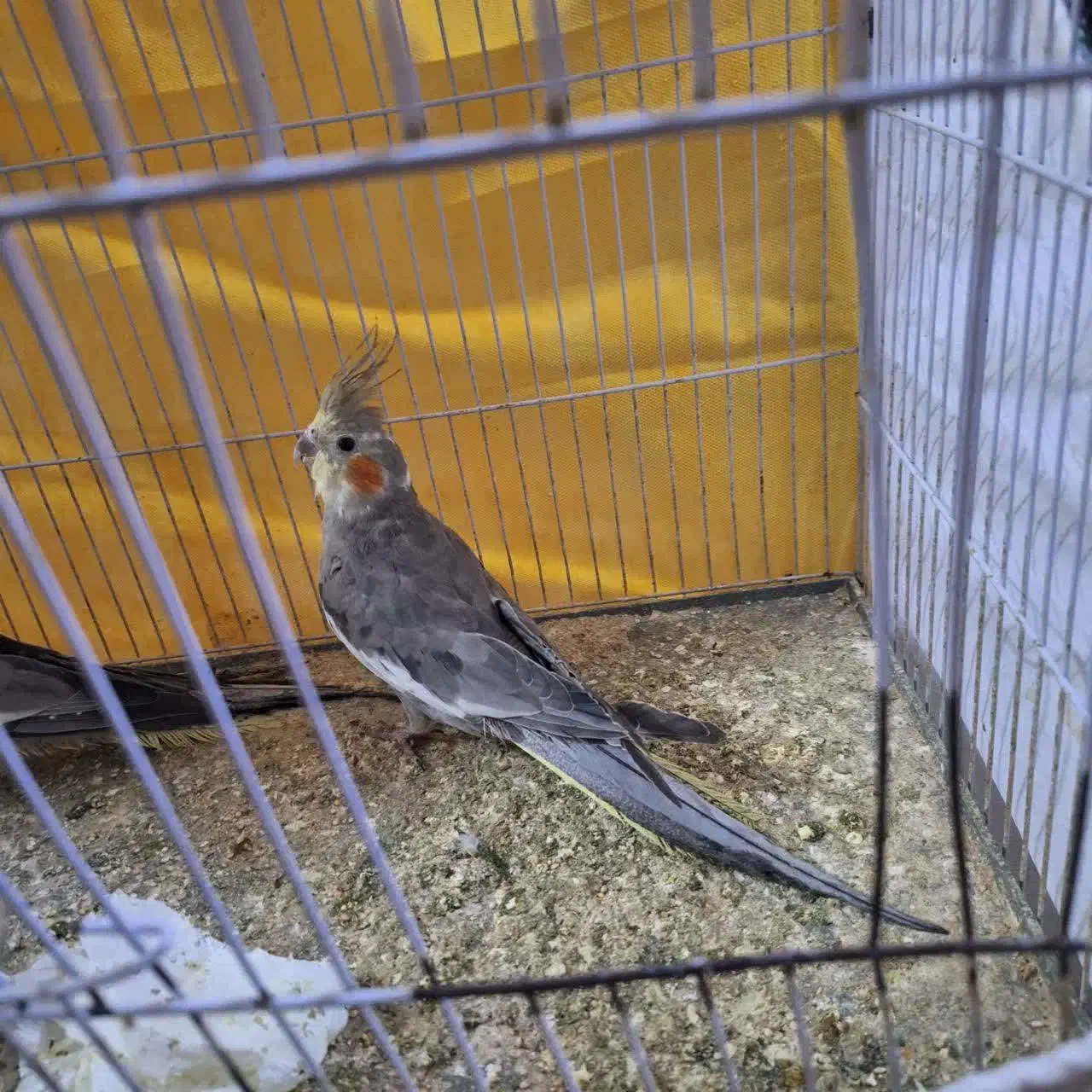 عروس هلندی|پرنده|مشهد, رضاییه|دیوار