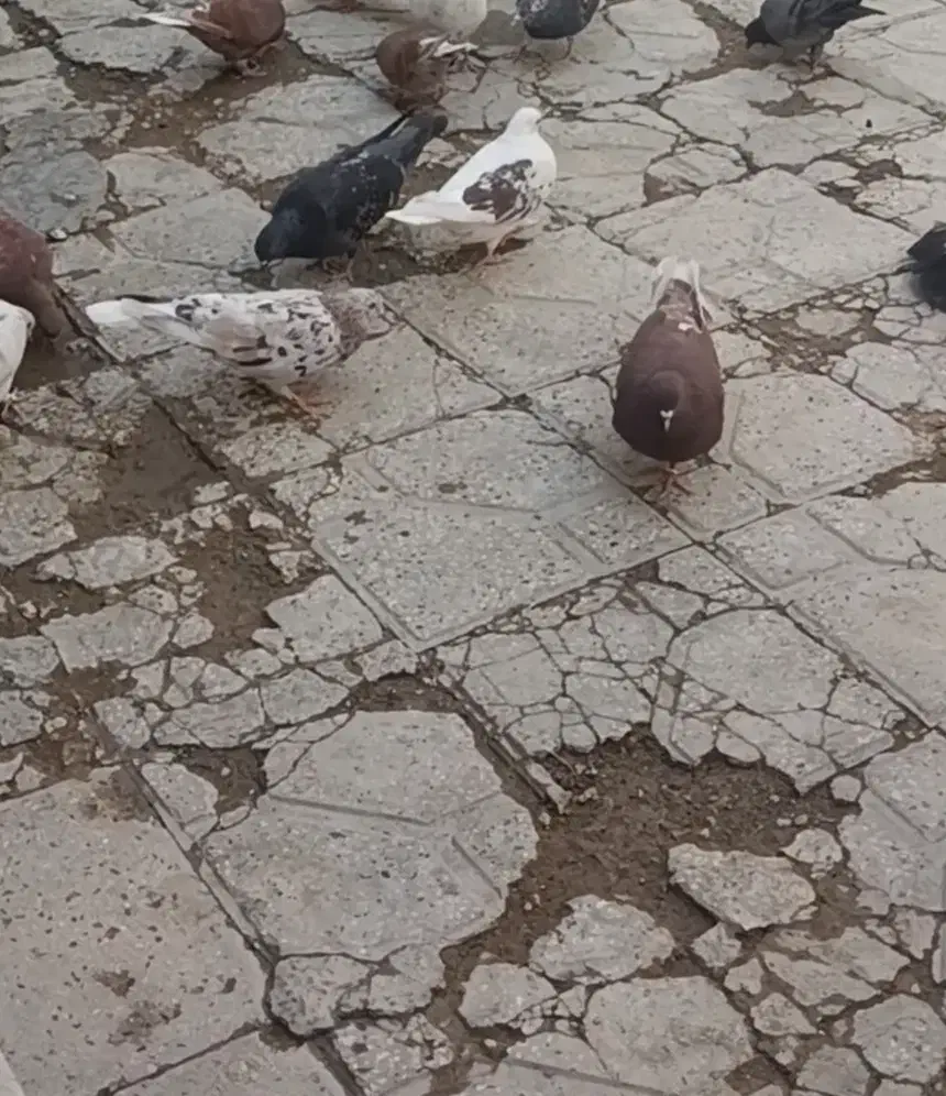 کبوتر|حیوانات|شاهنجرین, |دیوار