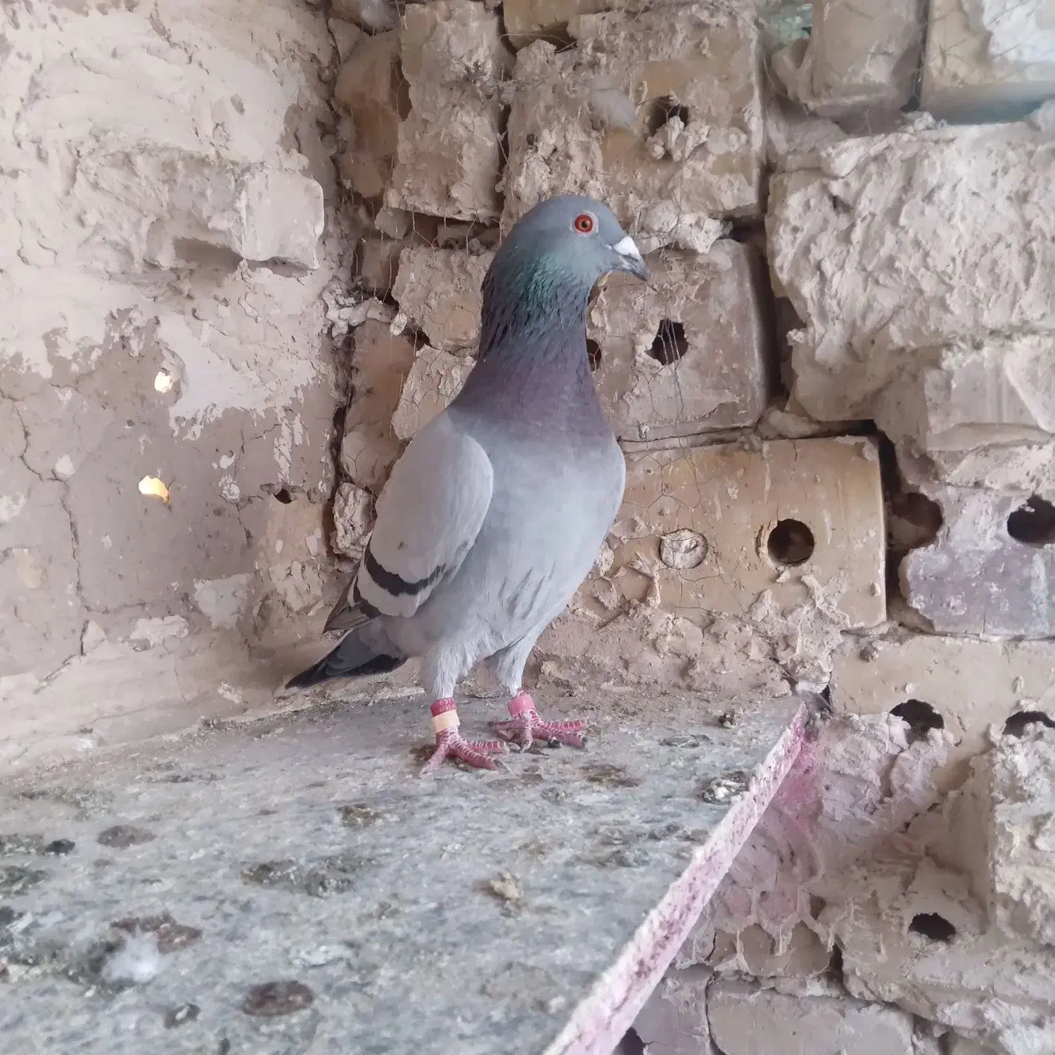 کبوتر نرقلدور|پرنده|تایباد, |دیوار