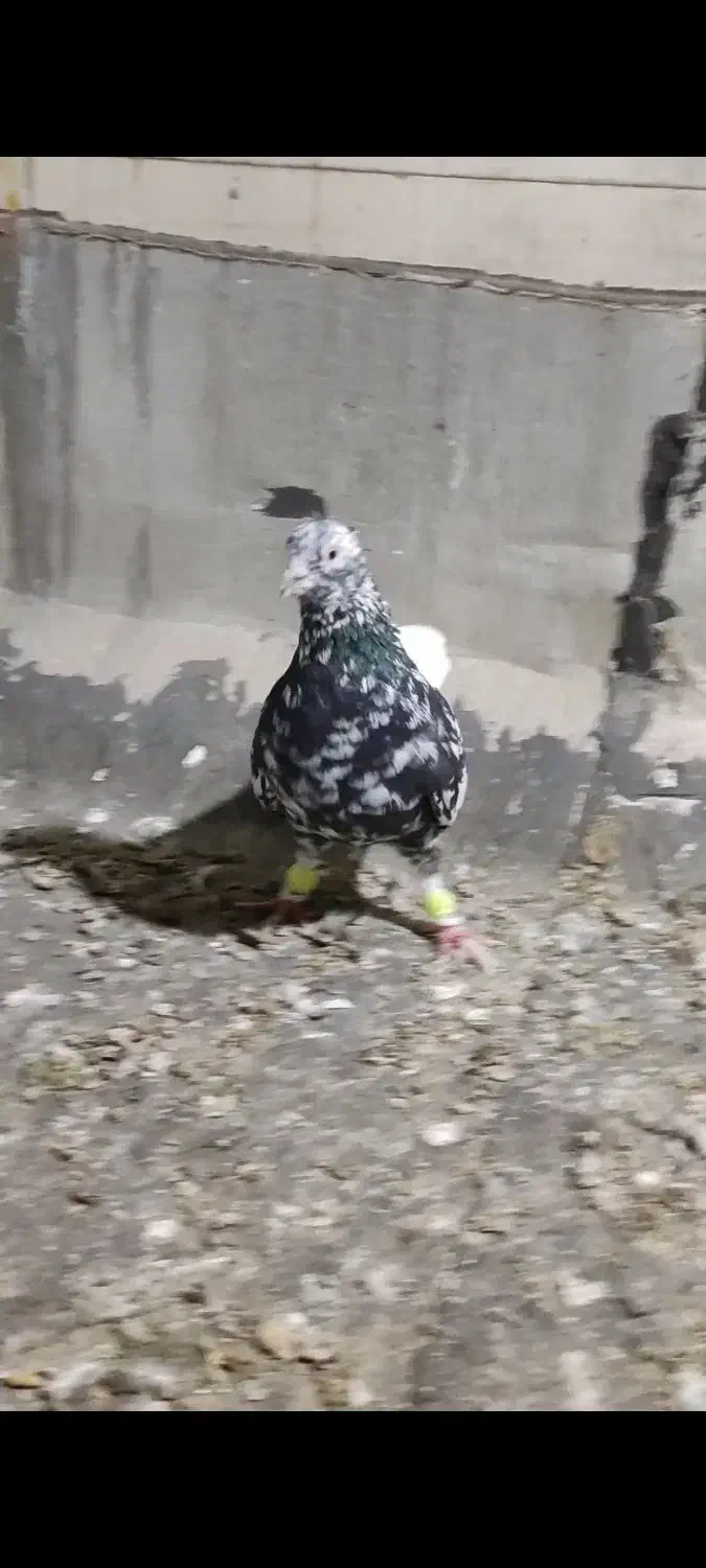 دم سفید دمبی طوقی چپ سفید|پرنده|باوی, |دیوار