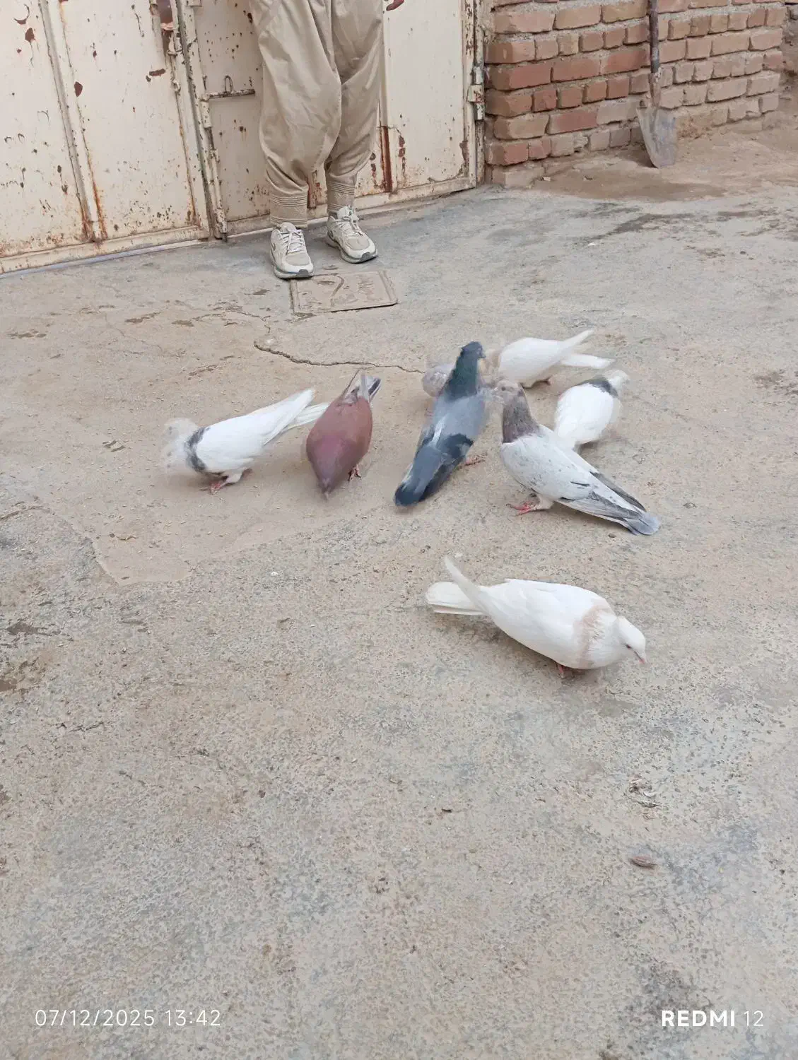 کبوتر کوهی نر قرمز نر طوقی سیاه ماده طوقی کارتونی|پرنده|کبودرآهنگ, |دیوار