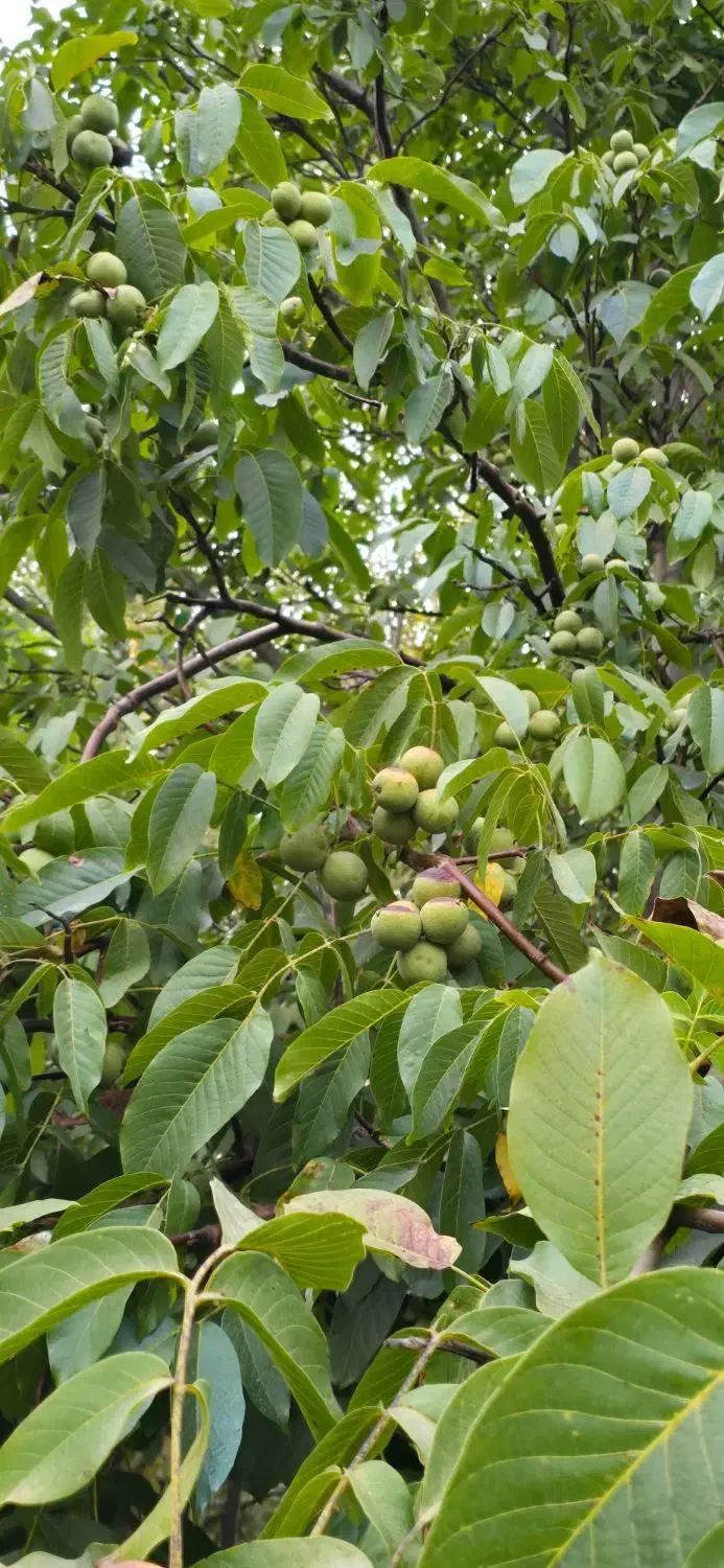 نهال گــردوی مرغوب و با سازگاری بالا|خدمات باغبانی و درختکاری|مریوان, |دیوار