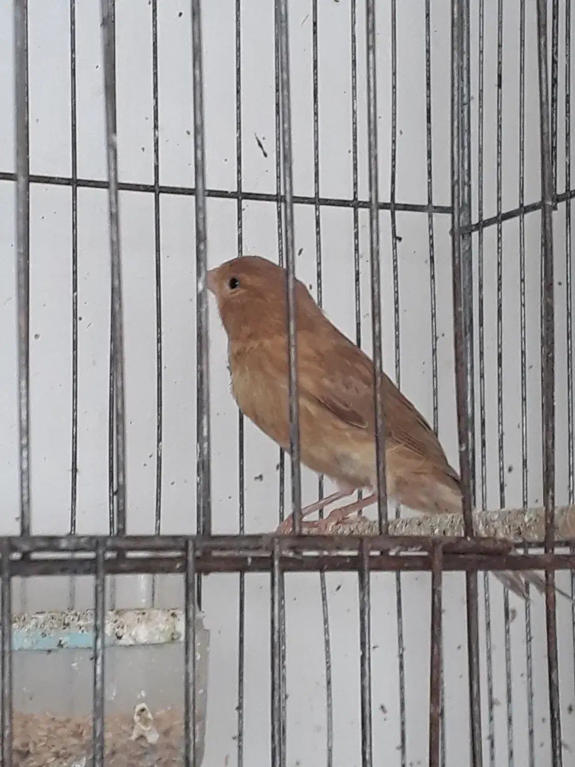 جوجه قناری|پرنده|مشگین شهر, |دیوار