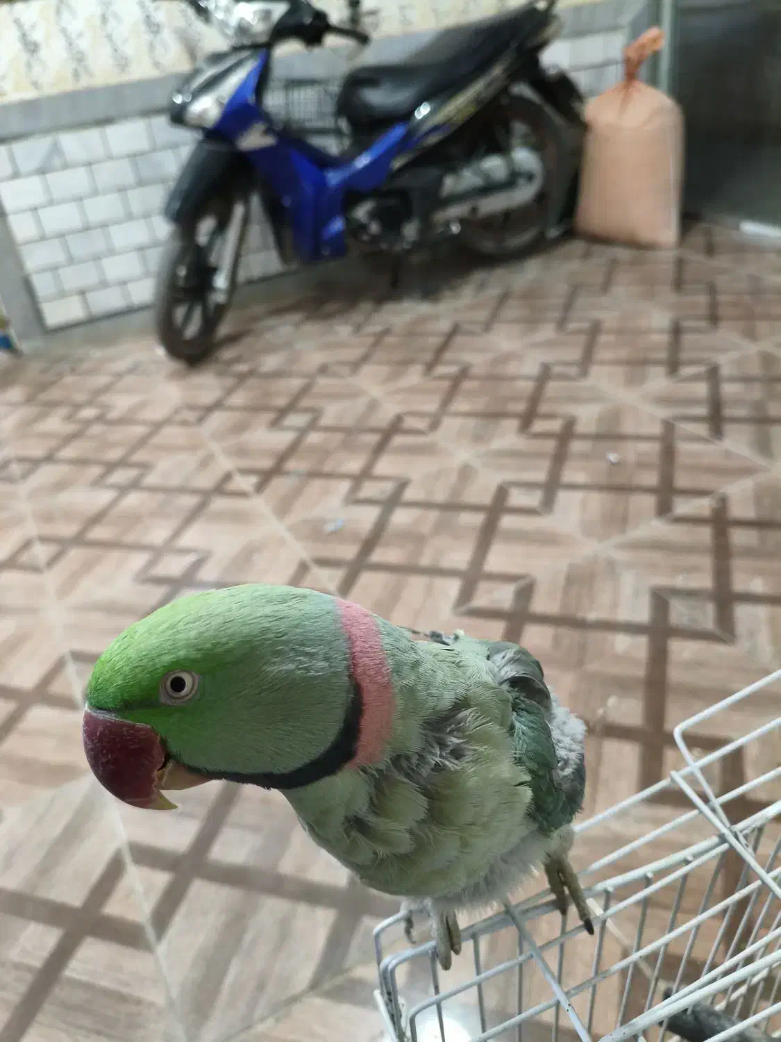 شاه طوطی سخنگو|پرنده|تربت‌حیدریه, حاجی یار‎|دیوار