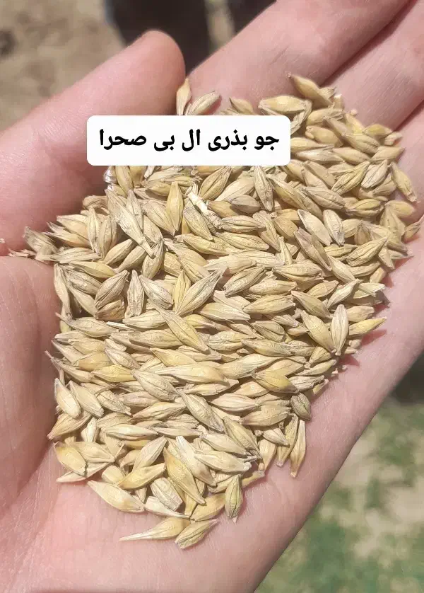جو بذری و گندم بذری|خدمات باغبانی و درختکاری|علیآباد کتول, |دیوار