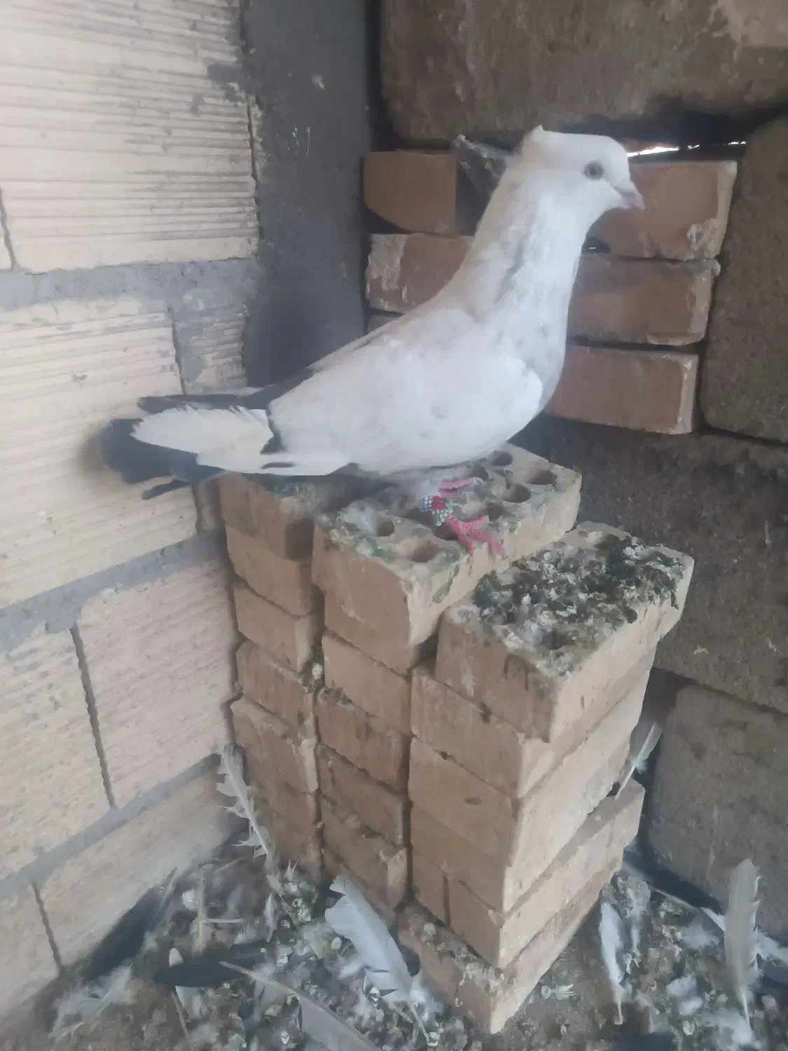 دم سبز ،یهودی سیاه ،دوکت سیاه المانی|پرنده|شوشتر, |دیوار