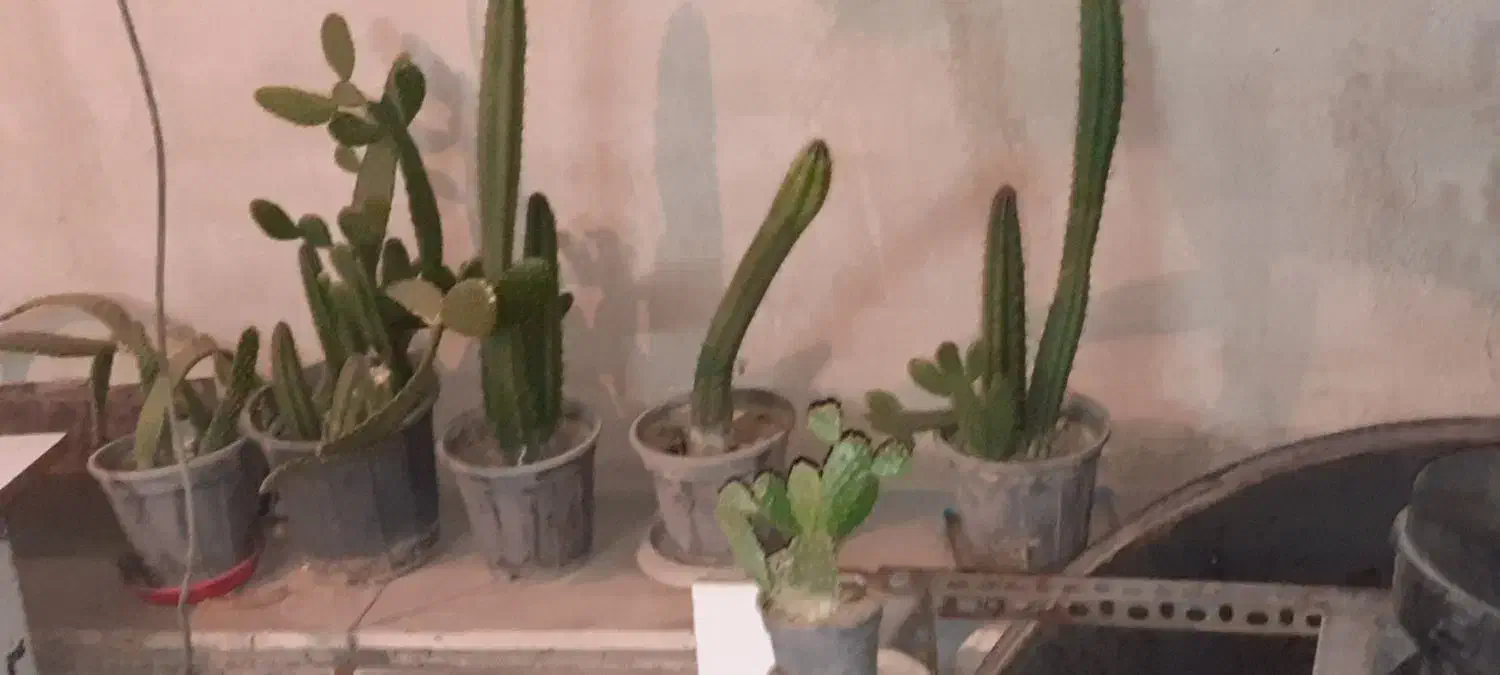 گل کاکتوس طبیعی|گل و گیاه طبیعی|تهران, افسریه شمالی|دیوار