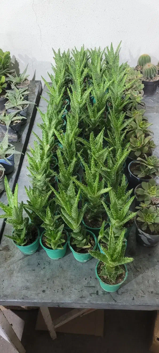 کاکتوس به قیمت عمده|گل و گیاه طبیعی|سیرجان, |دیوار