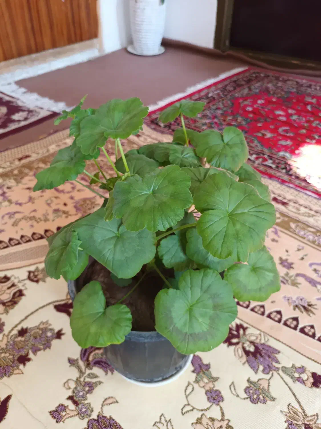 گلهای شاداب و زیبا|گل و گیاه طبیعی|خوی, |دیوار