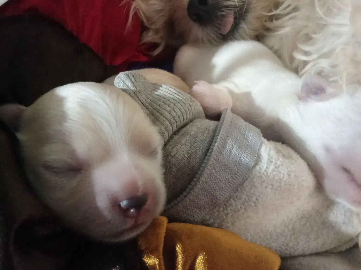 سگ تریر واگذاری|سگ|ارومیه, |دیوار