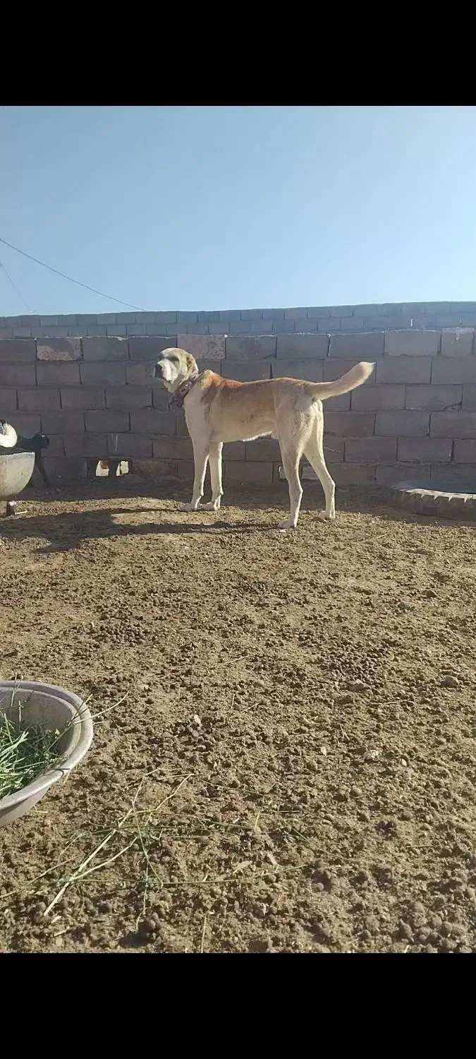 واگذاری سگ گله|سگ|طبس, |دیوار