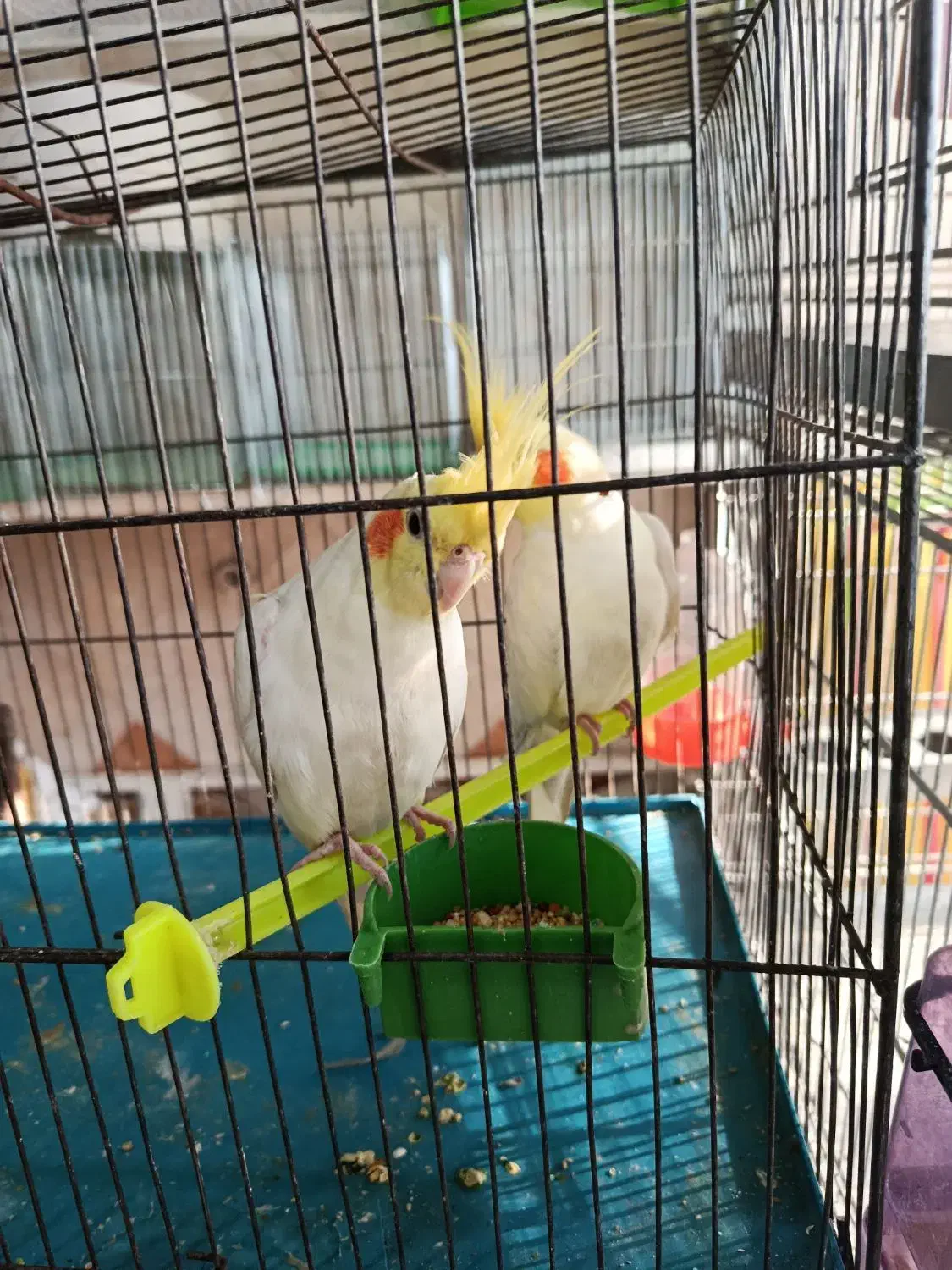 دوعددعروس|پرنده|ملایر, |دیوار