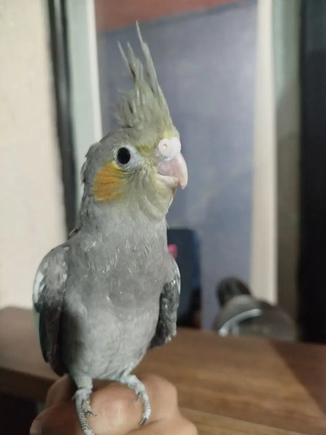 عروس هلندی رام|پرنده|هشتگرد, مدرس|دیوار