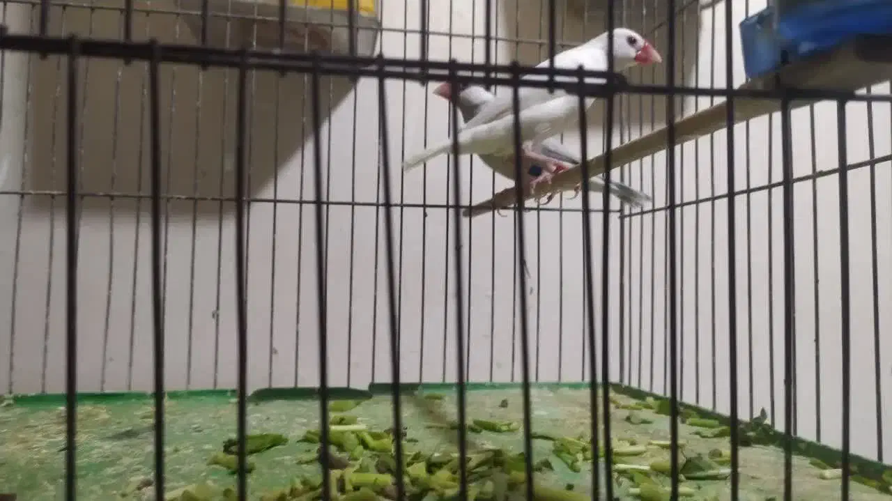 پرنده|پرنده|شاهرود, |دیوار