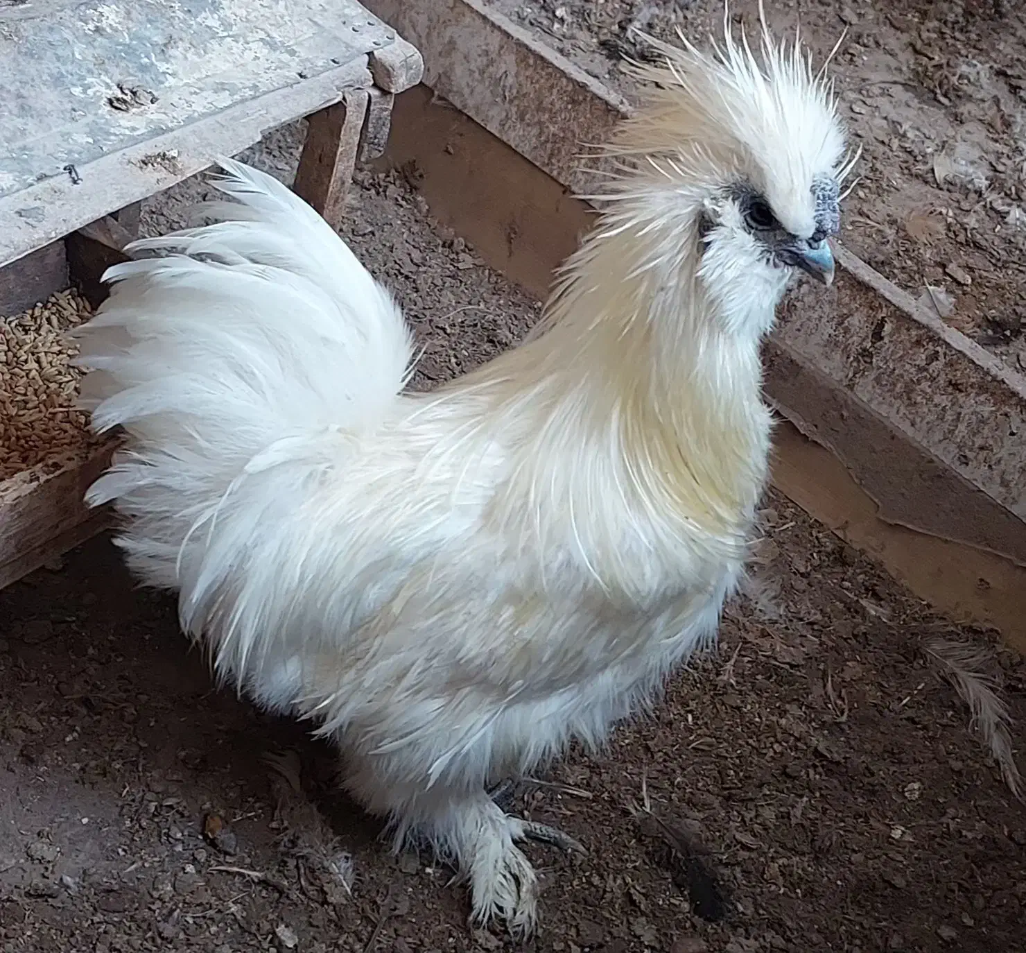 خروس ابریشمی/پنبه ای کوپال/معاوضه/فروش|حیوانات مزرعه|جلفا, |دیوار